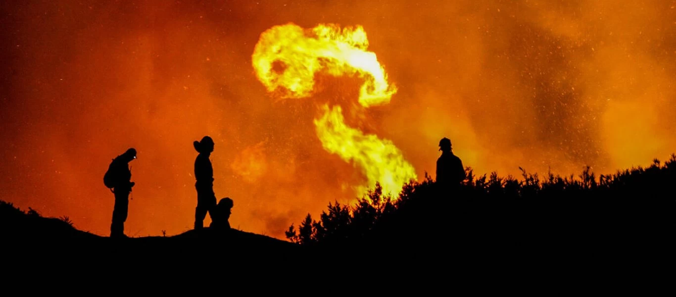 Τι συμβαίνει σε ένα δάσος μετά από μία πυρκαγιά;